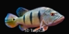 Picture of PCCK BASS 4-6"-W.W.      