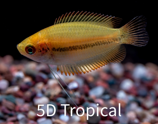Picture of GOURAMI GOLD HONEY     
