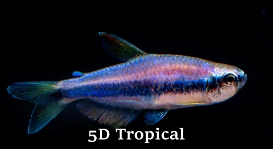 Picture of TETRA-BLUE KERRI (IMPORT)      