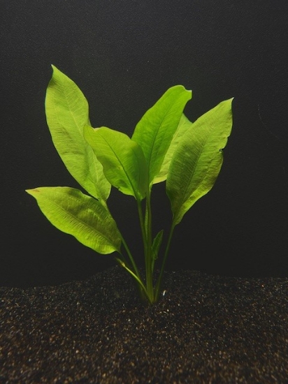 Picture of PLANT-AMAZON BROADLEAF SWORD-SM             