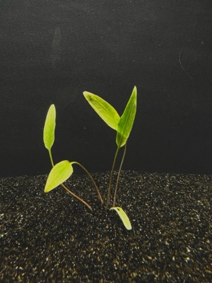 Picture of PLANT-CRYPTOCORYNE LUTEA LGE          