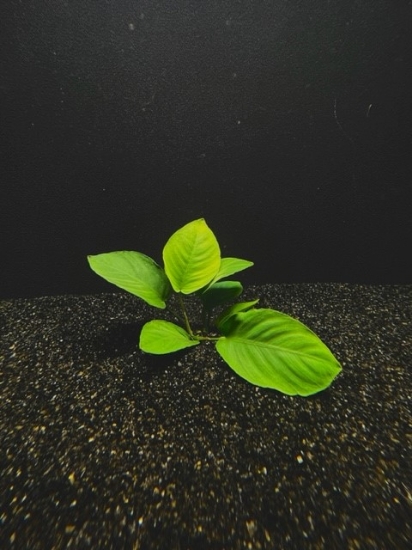 Picture of PLANT-ANUBIAS BARTERI SMALL       