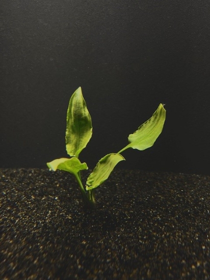 Picture of PLANT-CRYPTOCORYNE PONTEDEIFOL MD     