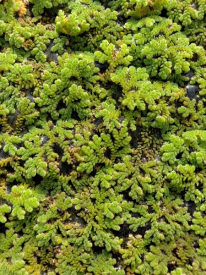 Picture of PLANT-AZOLLO- 1/4 LBS