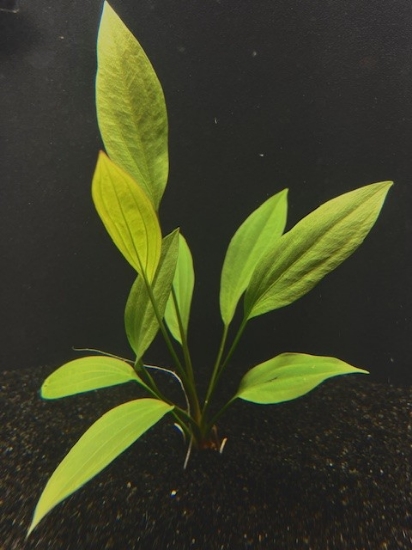 Picture of PLANT-GRANDIFOLIUS LG          