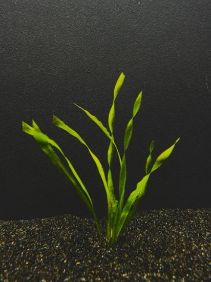 Picture of PLANT-CONTORTION VAL  SPECIES: VALLISNERIA ASIATICA         
