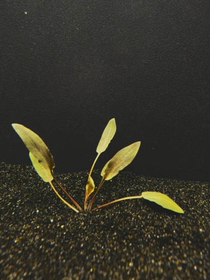 Picture of PLANT-BECKETTII SM
