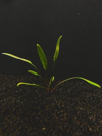 Picture of PLANTS-CRYPTOCORYNE LUCENS PLUGS       