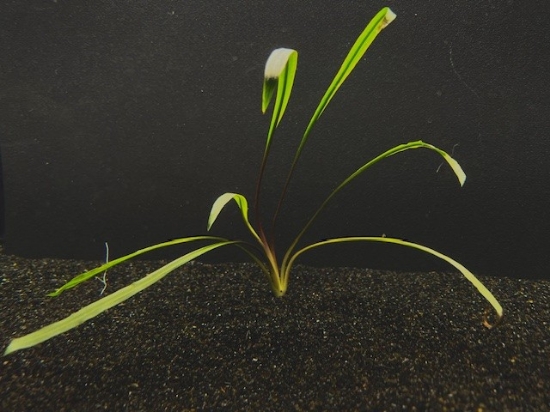 Picture of PLANT-SPIRALIS LG