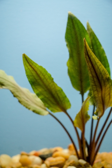 Picture of PLANT-UNDULATA MD
