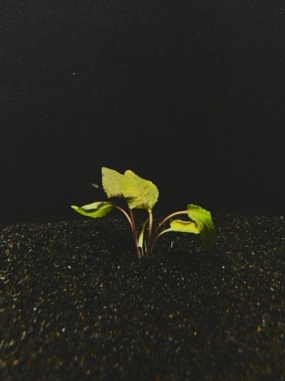 Picture of PLANT- PLANT-WENDTII (BROWN) LG