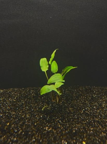Picture of PLANT- PLANT-WENDTII (GREEN) SM
