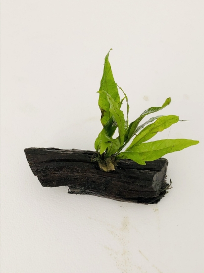 Picture of PLANT-JAVA FERN SM