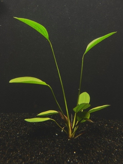 Picture of PLANT-ALTLANDSBERG LG