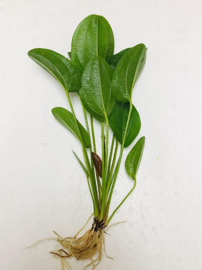 Picture of PLANT- HARBICH MD