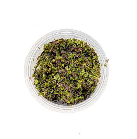 Picture of PLANT-DUCKWEED PORTION
