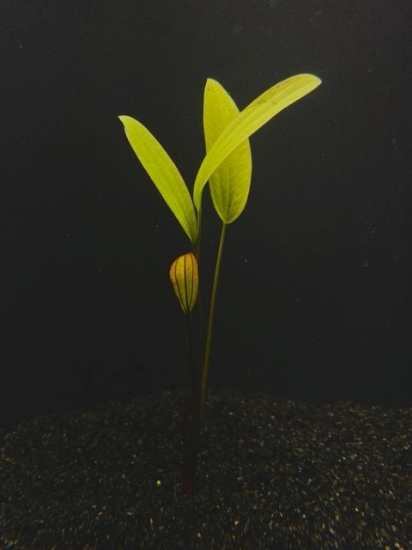 Picture of PLANT- ROSE LG