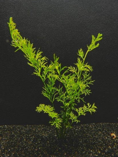 Picture of PLANT-WATER SPRITE(LACE)MD     
