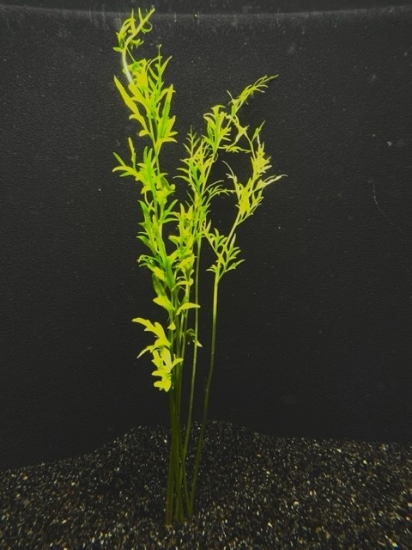Picture of PLANT-WATER SPRITE(INDIAN FERN)LG  *CANNOT BE SHIPPED TO CA