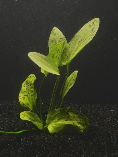 Picture of PLANT-OZELOT SWORD GREEN MED SPECIES: ECHINODORUS OZELOT           