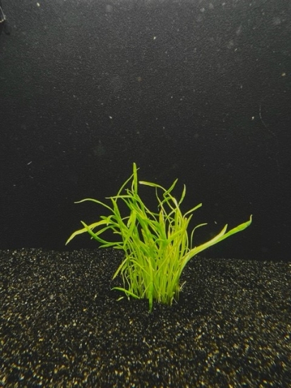 Picture of PLANT-MICRO SWORD PLUGS SPECIES: LILAEOPSIS sp.          