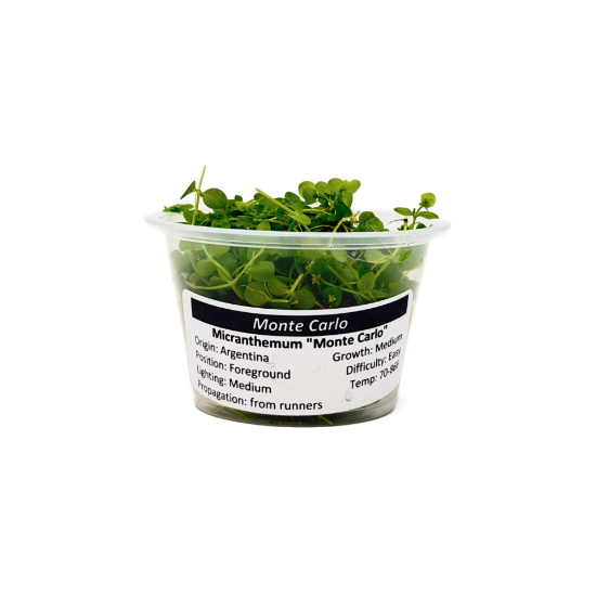 Picture of PLANT-MONTE CARLO-PORT 4OZ CUP 