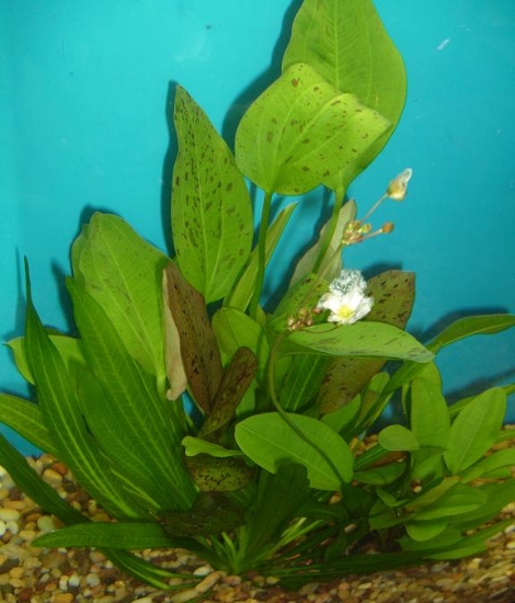Picture of PLANT-MIX-TRUE AQUATIC XL