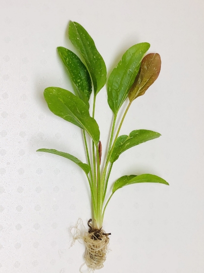 Picture of PLANT-SPARKLE XL