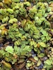 Picture of PLANT-SALVINIA MINIMA- 1/2 LB