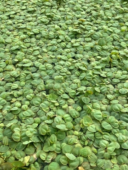 Picture of PLANT- RED ROOT FLOATER 1/4 LB