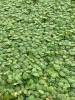 Picture of PLANT-RED ROOT FLOATER 1/2LB   
