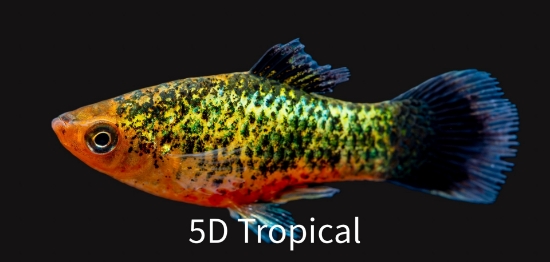 Picture of GREEN WAG NEON CALICO PLATY