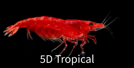 Picture of SHRIMP-CARDINA RED FIRE