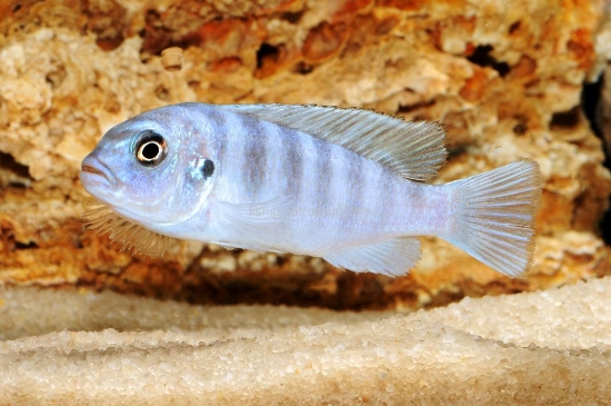 Picture of AFRICAN MBUNA- PS. MSOBO LG