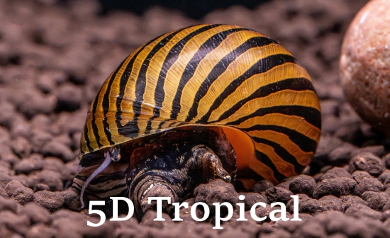Picture of SNAIL- Zebra
