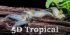 Picture of SNOWBALL SHRIMP-W.W.     
