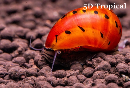 Picture of SNAIL-RED SPOT NERITE 