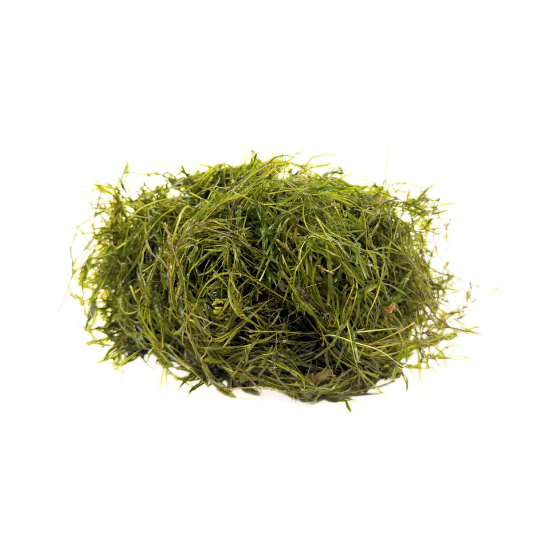 Picture of PLANT-GUPPY GRASS 1/4LB