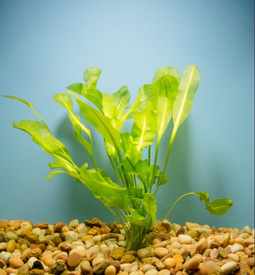 Picture of PLANT-ULVACEOUS LG