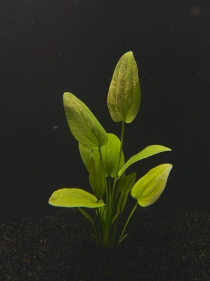 Picture of PLANT- MARBLE QUEEN XL