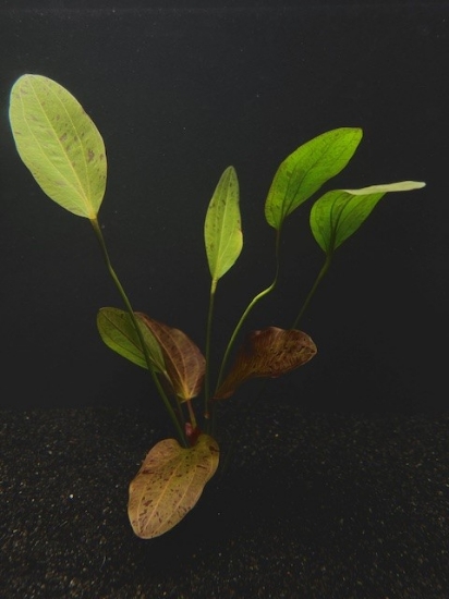 Picture of PLANT- OZELOT RED XL