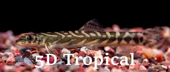 Picture of ZODIAC LOACH             