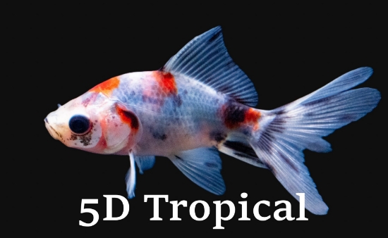 Picture of GOLDFISH-FANTAIL MIXED 1.5-2"             