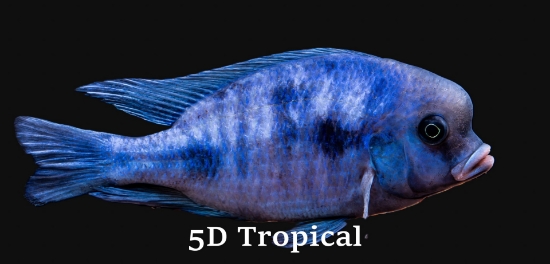 Picture of HAP MOORI 2"             