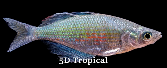 Picture of RAINBOWFISH-EMERALD MED       