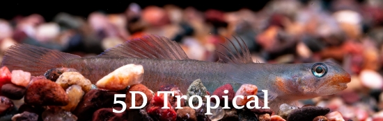 Picture of FAR EAST- RED LIPSTICK GOBY REG
