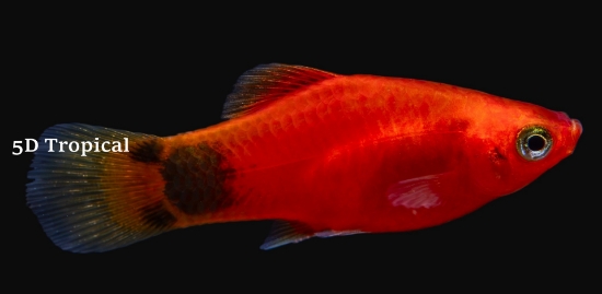Picture of PLATY-RED MICK MOUSE 