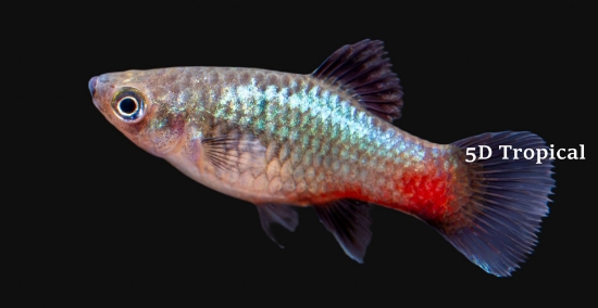 Picture of PLATY-RAINBOW  