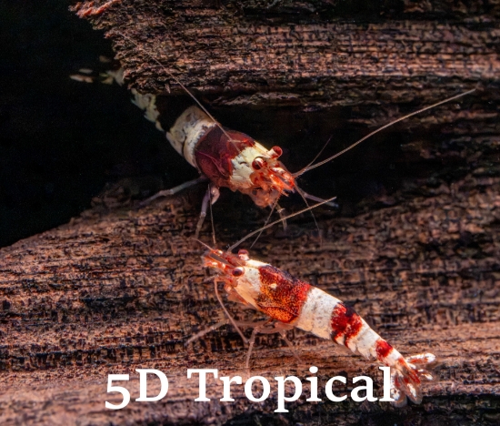 Picture of BLCK & WHT CRYSTAL SHRIMP