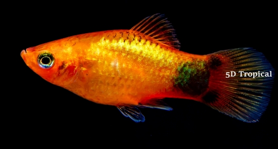 Picture of PLATY-SUNSET MICK MOUSE